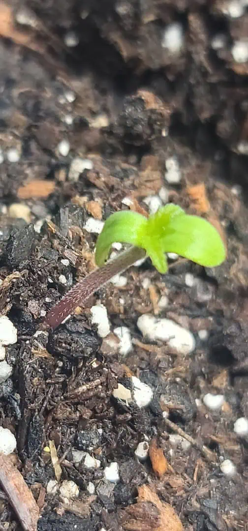 Number Two.  Lola — seedling_rooting, day 2