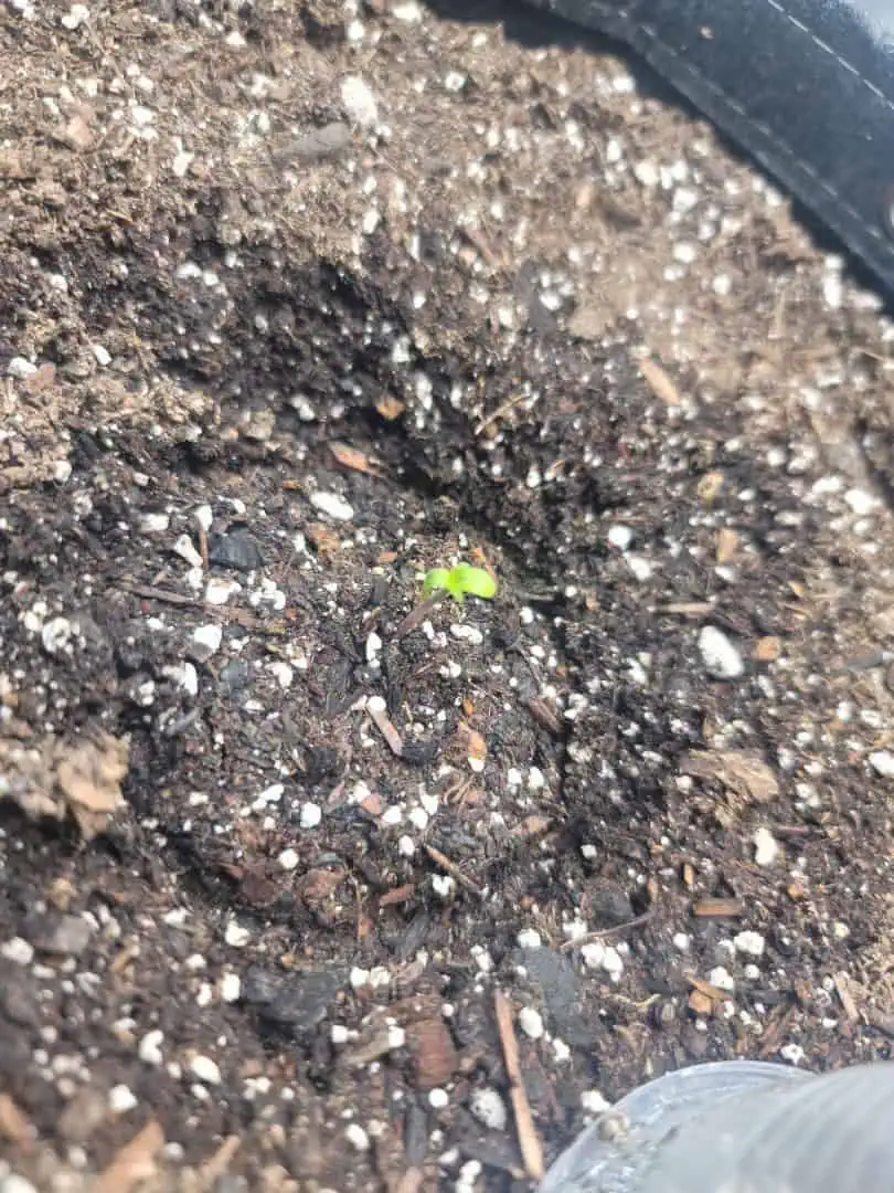 Number Two.  Lola — seedling_rooting, day 2