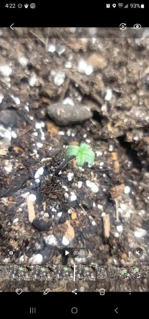 Number Two.  Lola — seedling_rooting, day 3