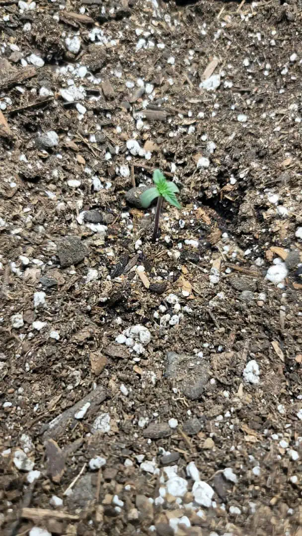 Number Two.  Lola — seedling_rooting, day 4