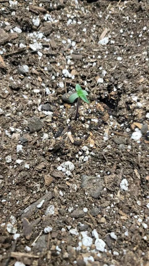 Number Two. Lola — seedling_rooting, day 4