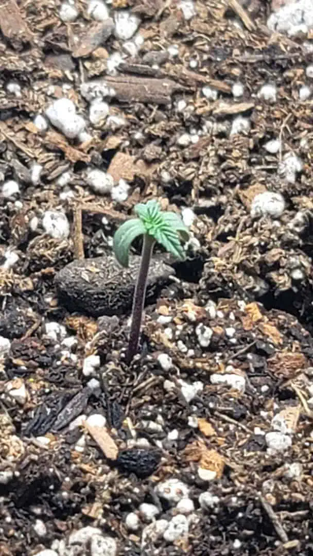 Number Two.  Lola — seedling_rooting, day 4