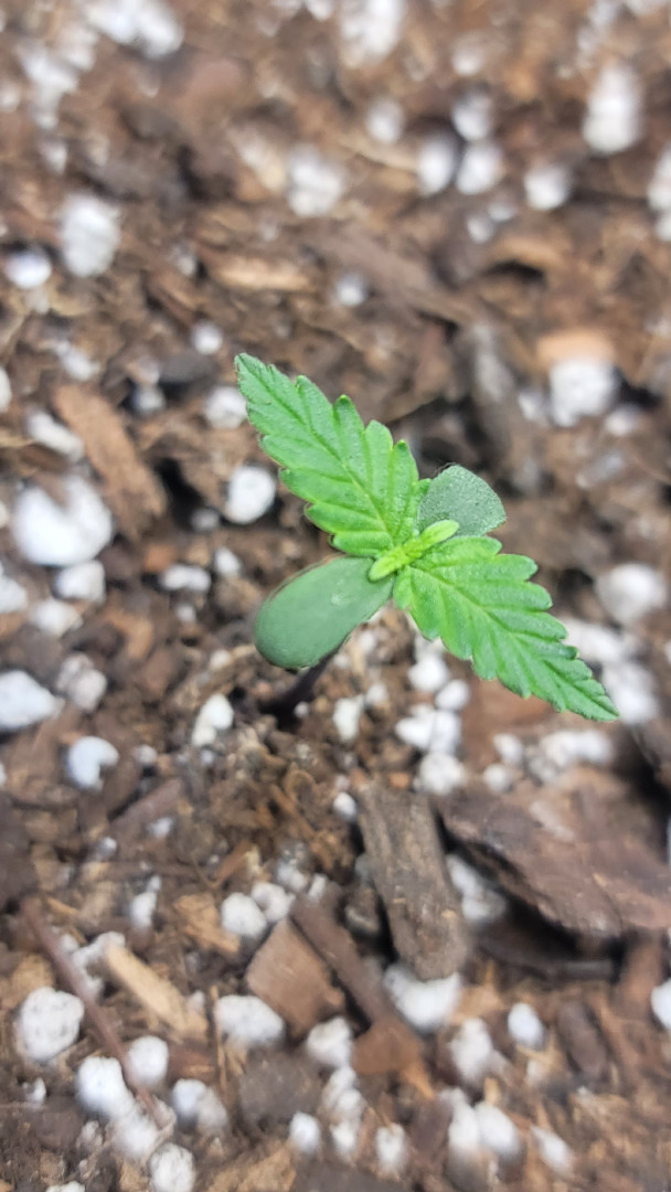 Number Two.  Lola — seedling_rooting, day 6