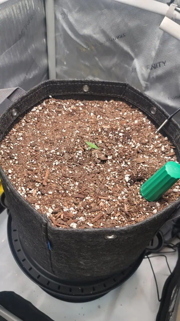 Number Two.  Lola — seedling_rooting, day 6