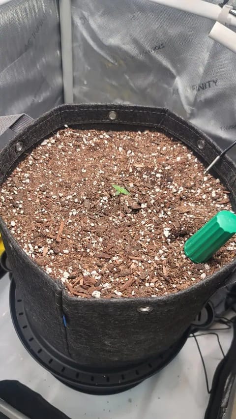 Number Two. Lola — seedling_rooting, day 6