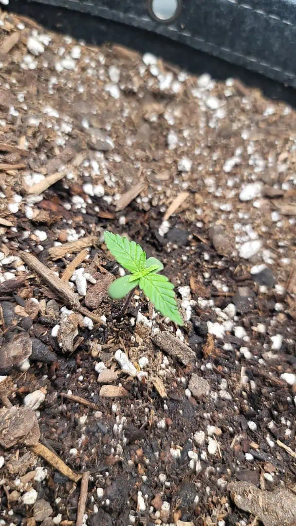 Number Two.  Lola — seedling_rooting, day 8