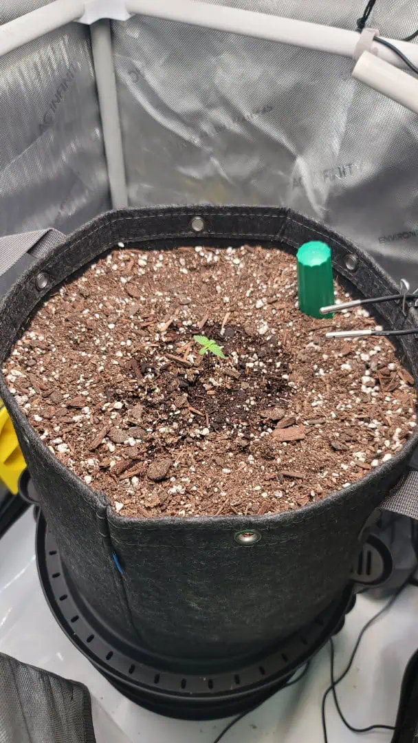 Number Two.  Lola — seedling_rooting, day 8