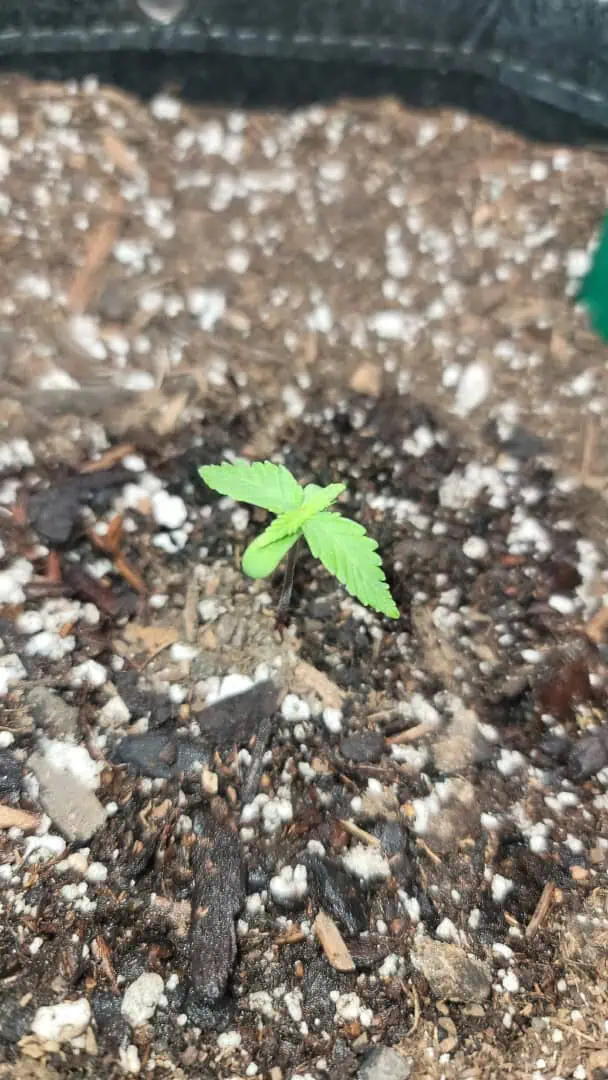 Number Two.  Lola — seedling_rooting, day 10