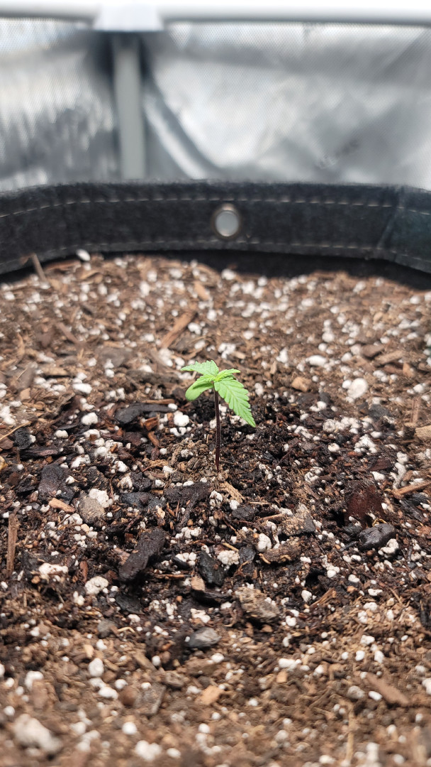 Number Two.  Lola — seedling_rooting, day 10