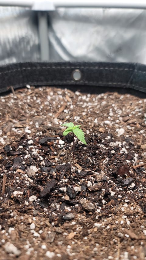 Number Two. Lola — seedling_rooting, day 10