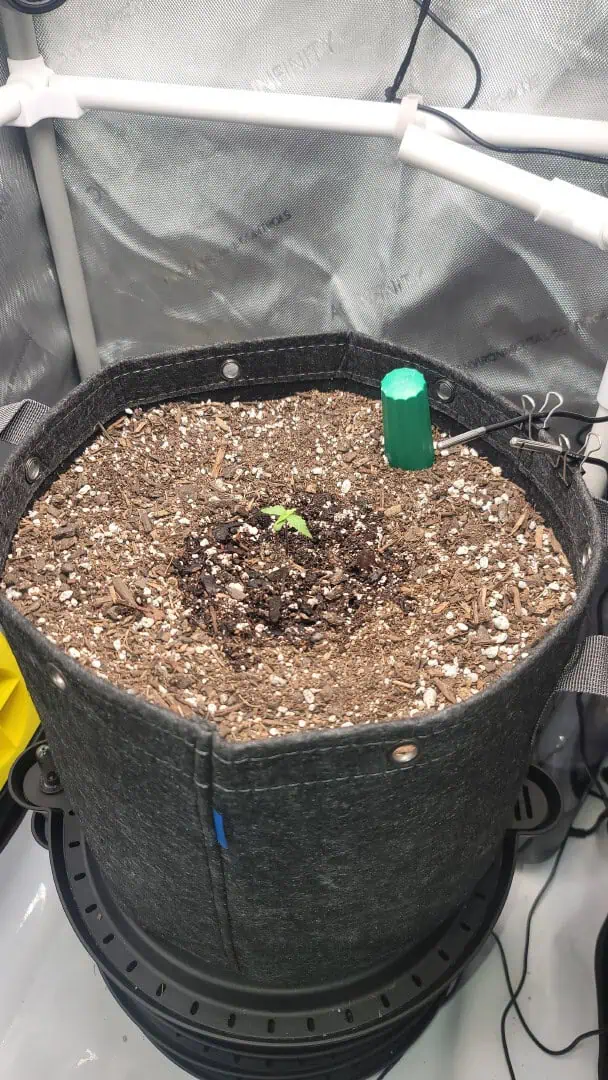 Number Two.  Lola — seedling_rooting, day 10