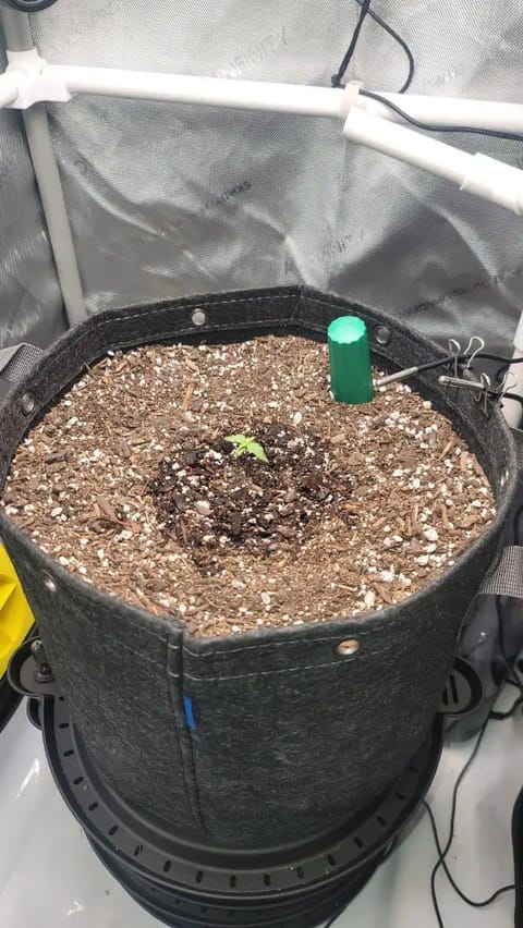 Number Two. Lola — seedling_rooting, day 10