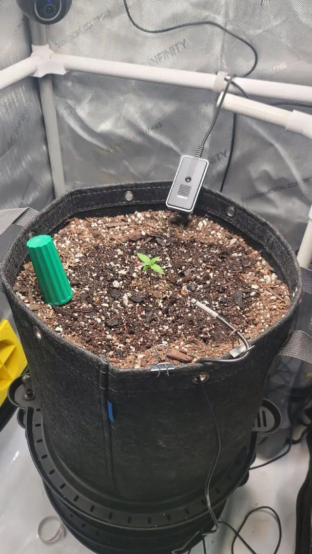 Number Two.  Lola — seedling_rooting, day 14