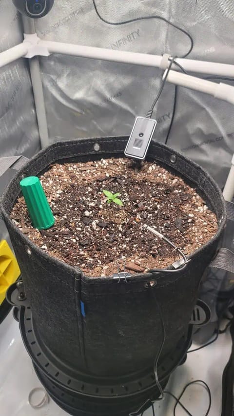 Number Two. Lola — seedling_rooting, day 14