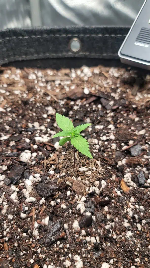 Number Two.  Lola — seedling_rooting, day 14