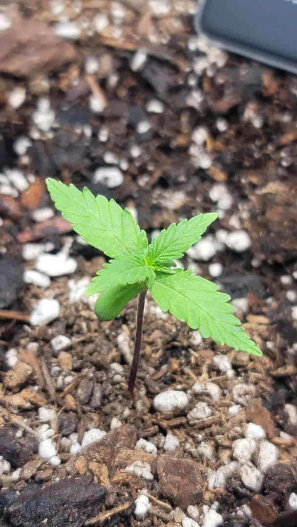 Number Two.  Lola — seedling_rooting, day 14