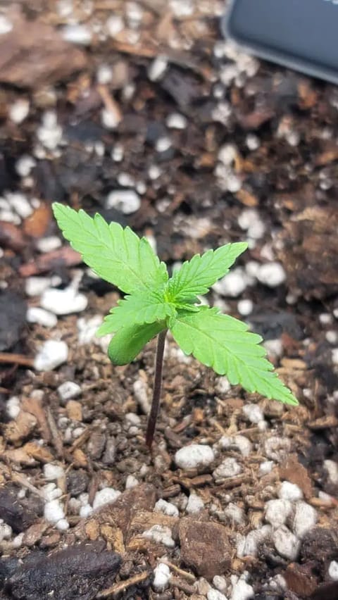 Number Two. Lola — seedling_rooting, day 14