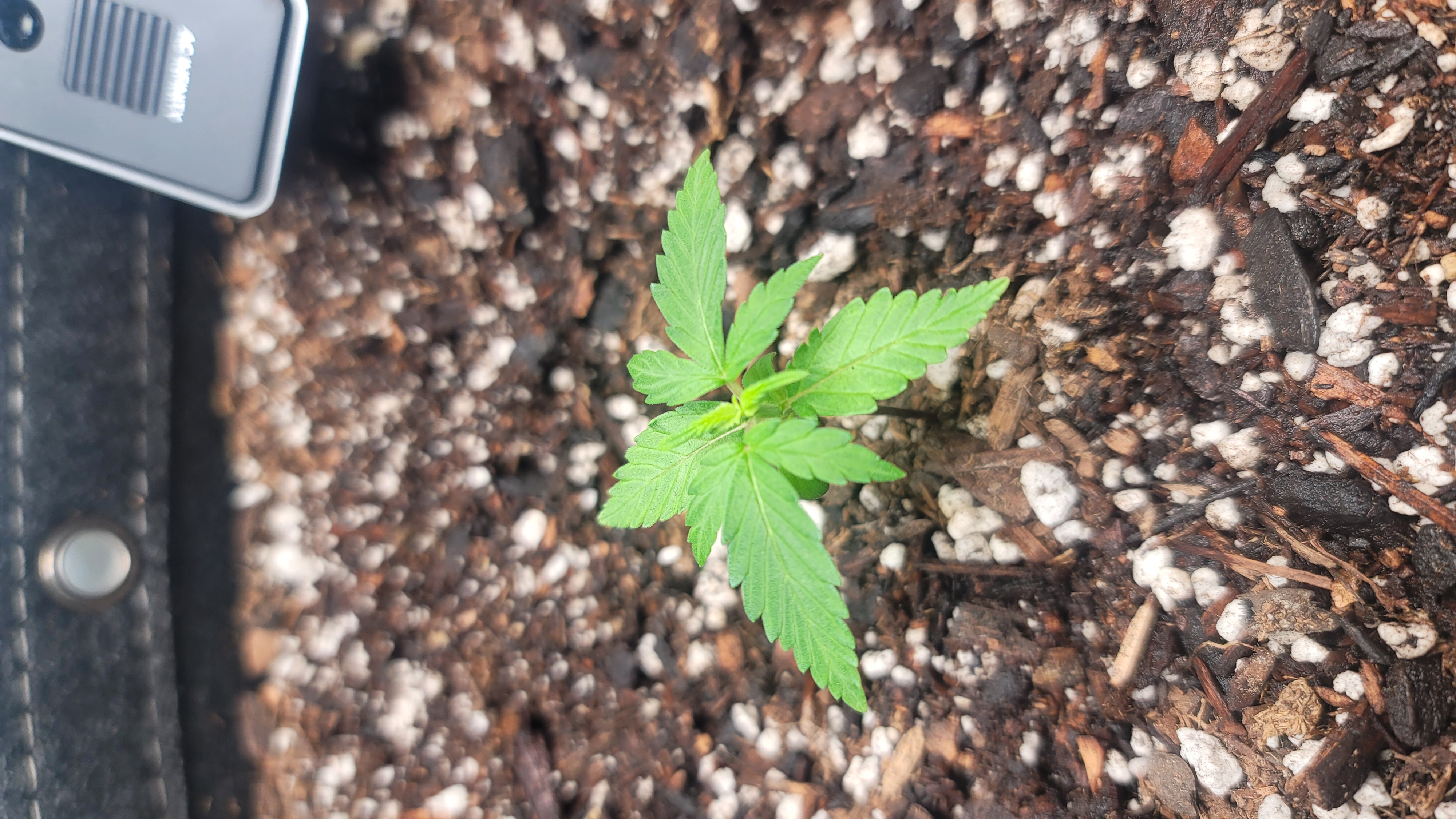 Number Two.  Lola — vegetative, day 19