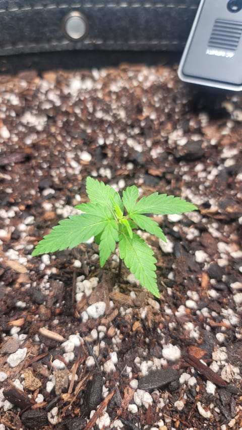 Number Two. Lola — vegetative, day 19