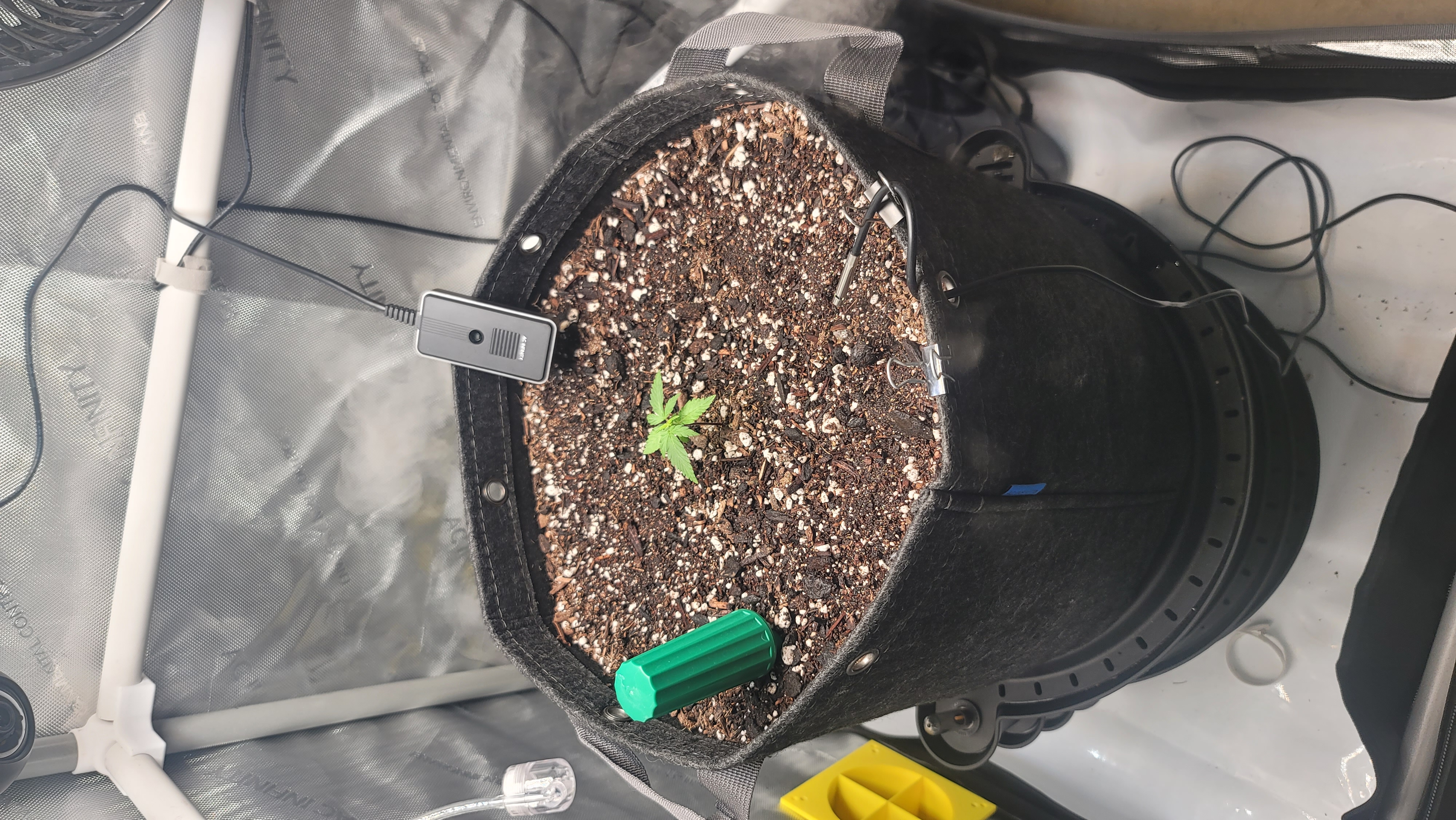 Number Two.  Lola — vegetative, day 19