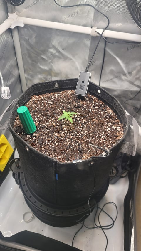 Number Two. Lola — vegetative, day 19