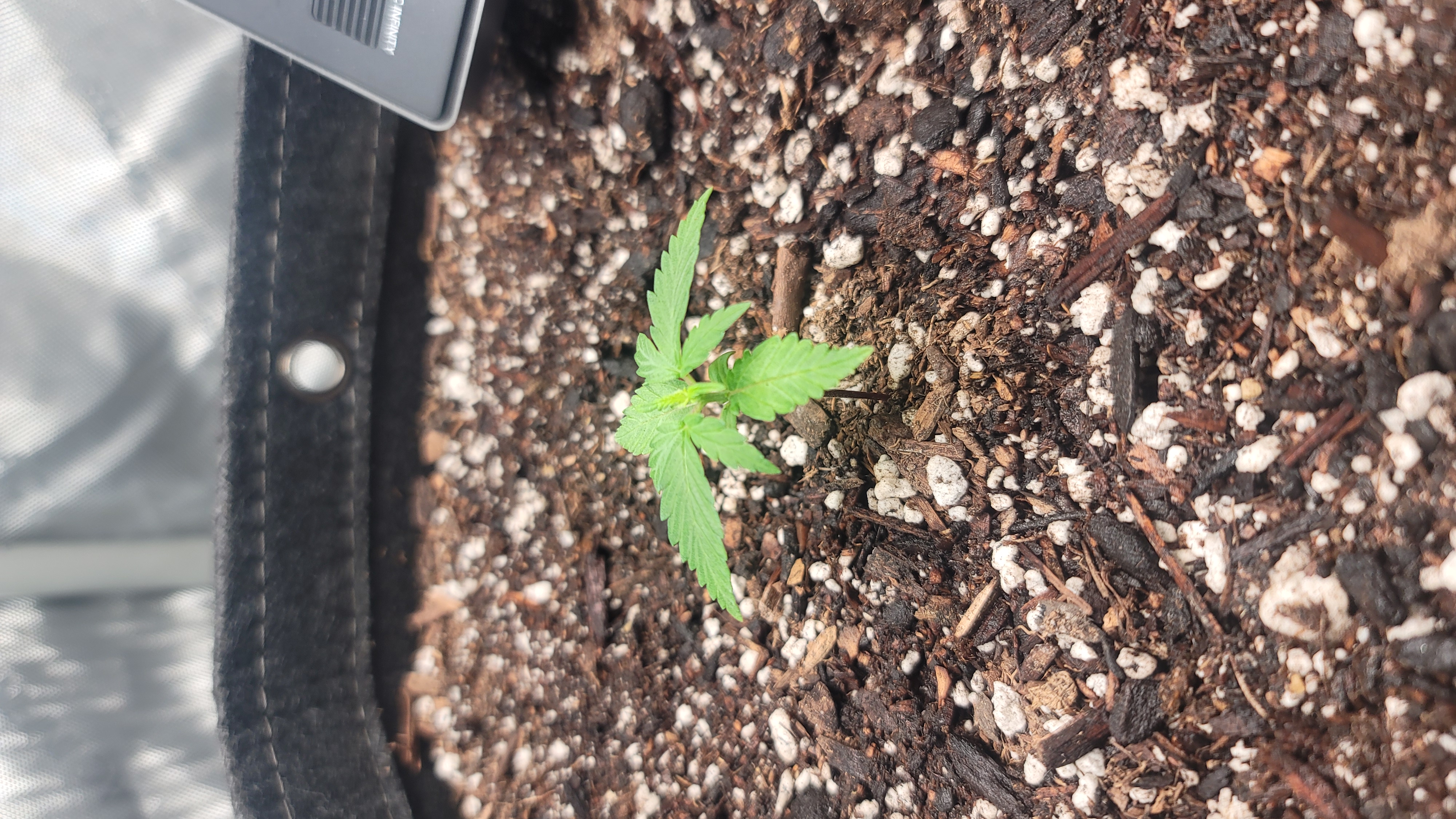 Number Two.  Lola — vegetative, day 19