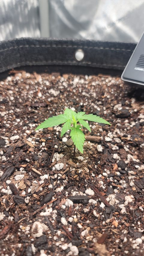 Number Two. Lola — vegetative, day 19