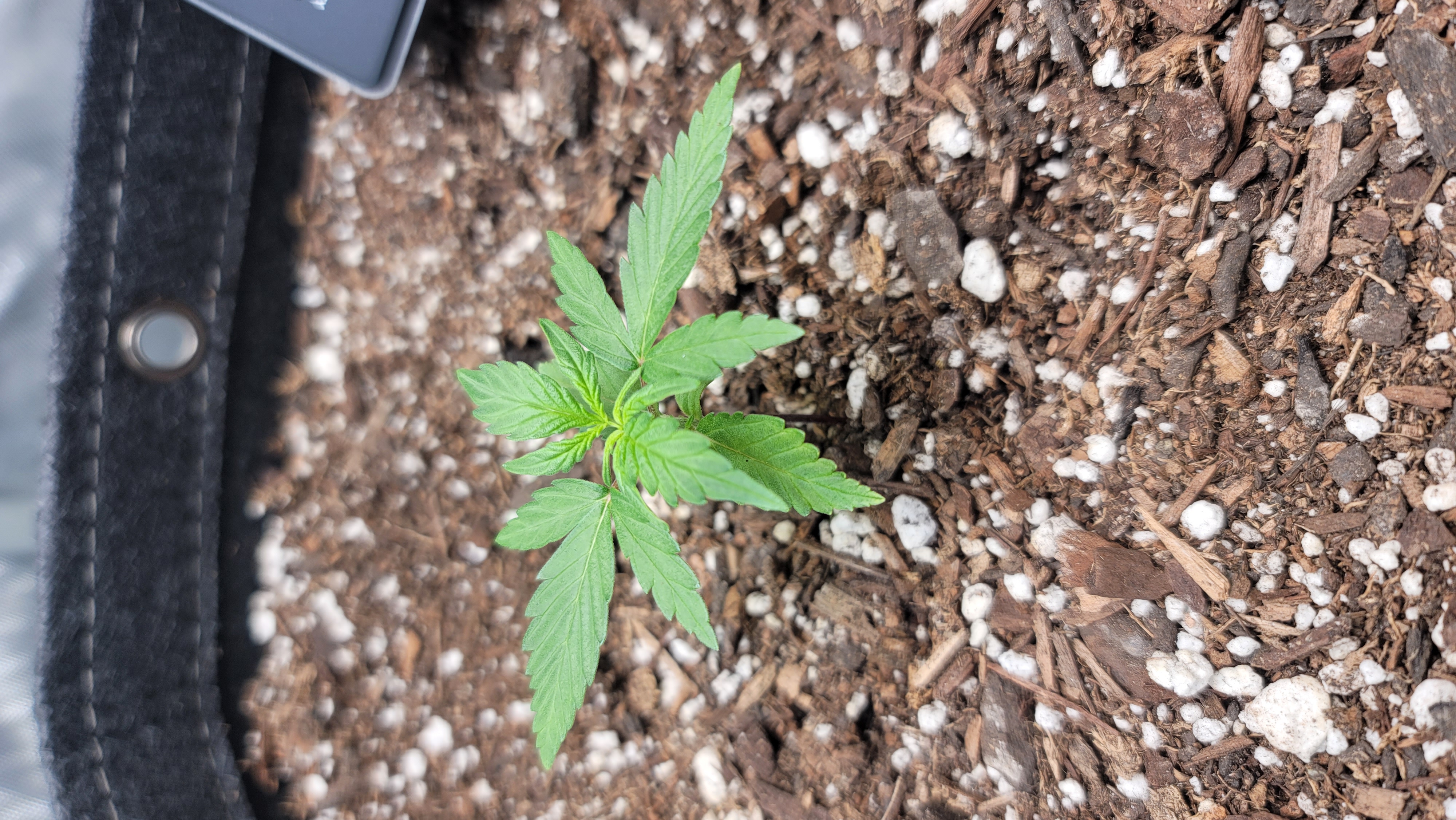 Number Two.  Lola — vegetative, day 22