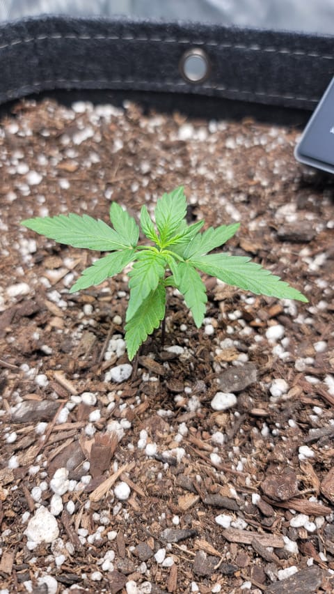 Number Two. Lola — vegetative, day 22
