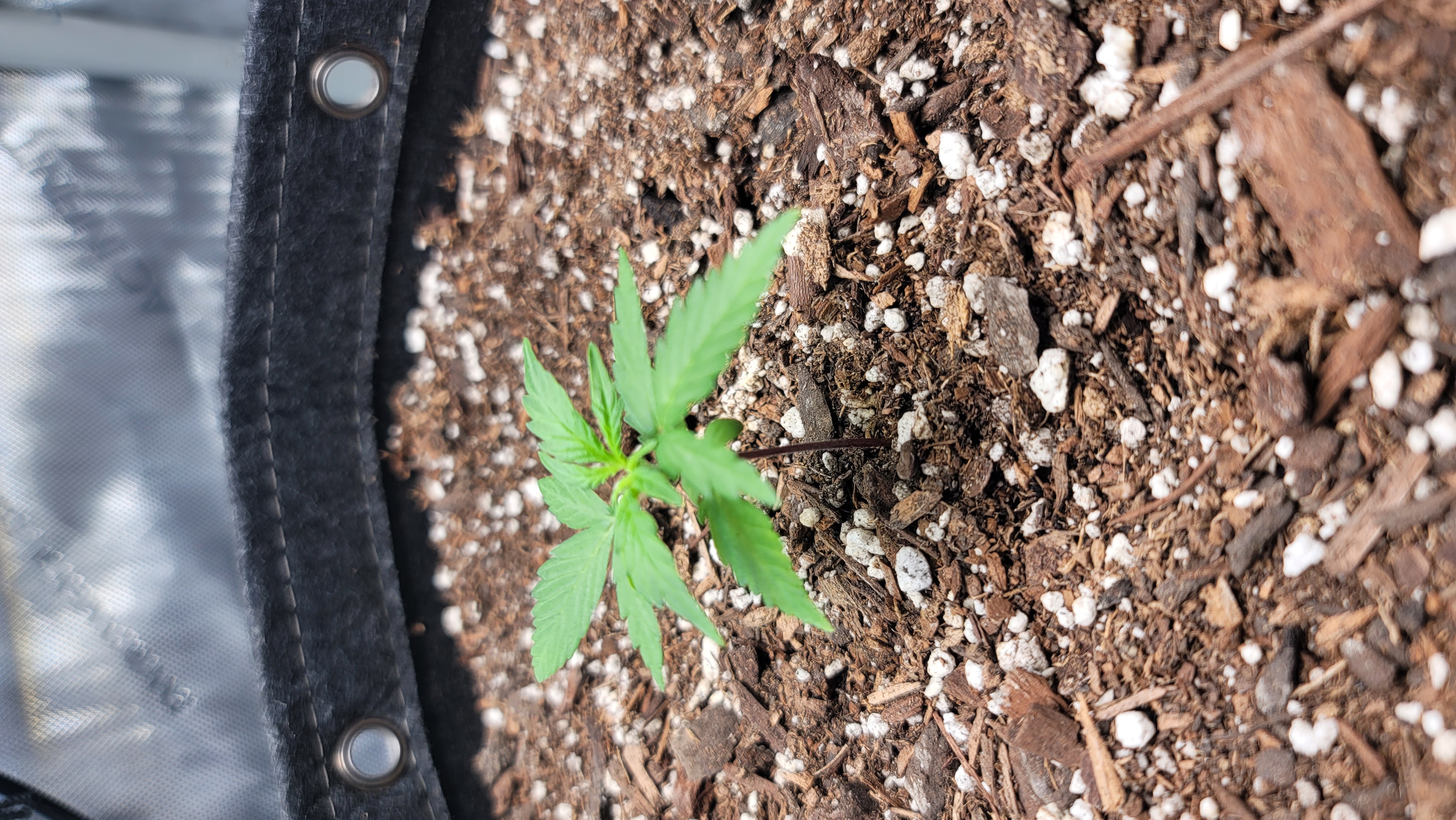 Number Two.  Lola — vegetative, day 22