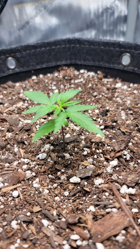 Number Two. Lola — vegetative, day 22