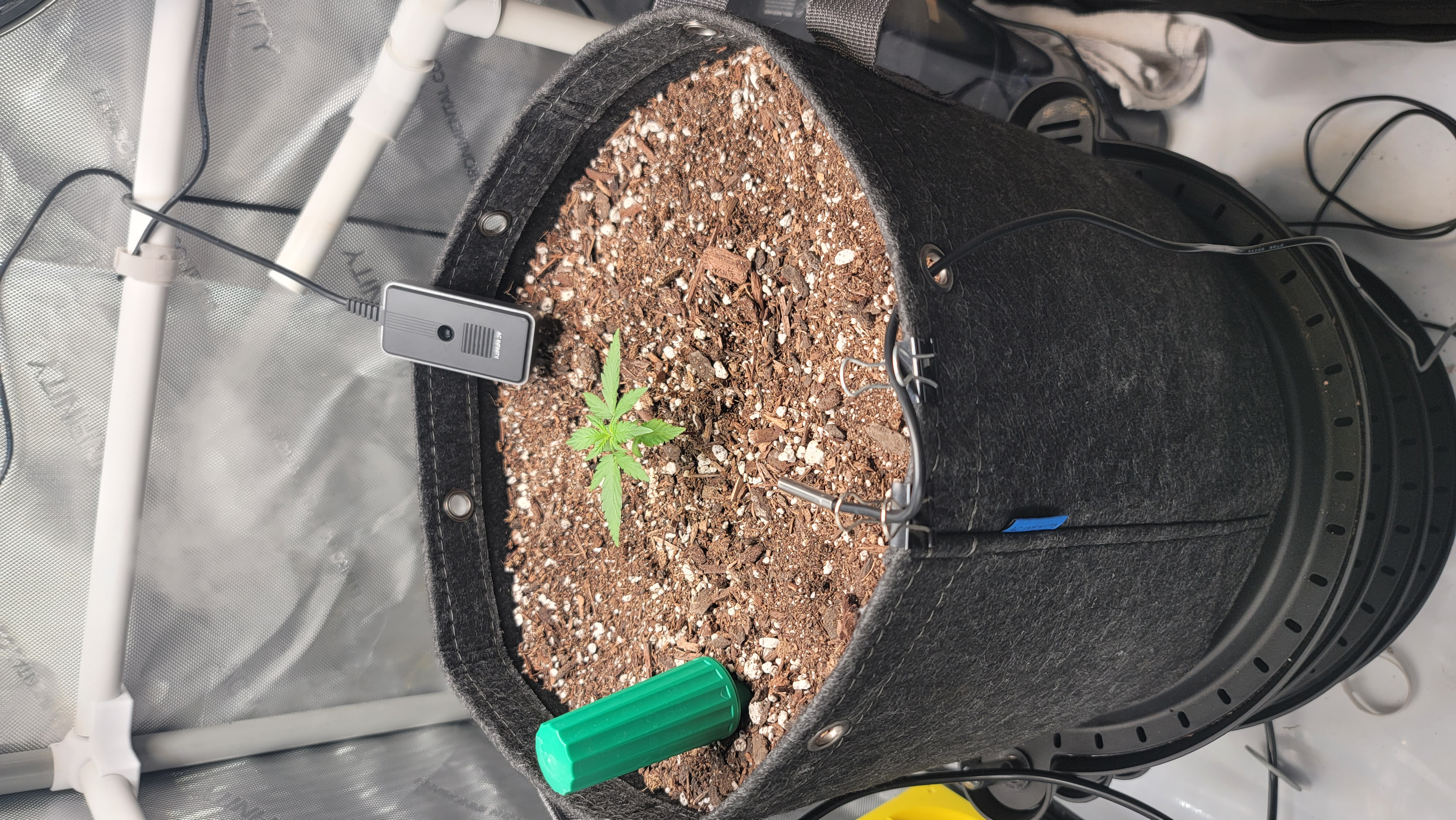 Number Two.  Lola — vegetative, day 22