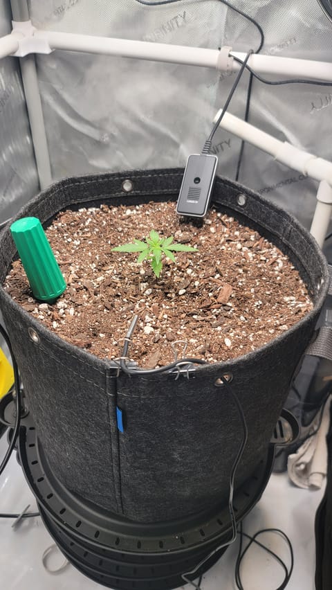 Number Two. Lola — vegetative, day 22