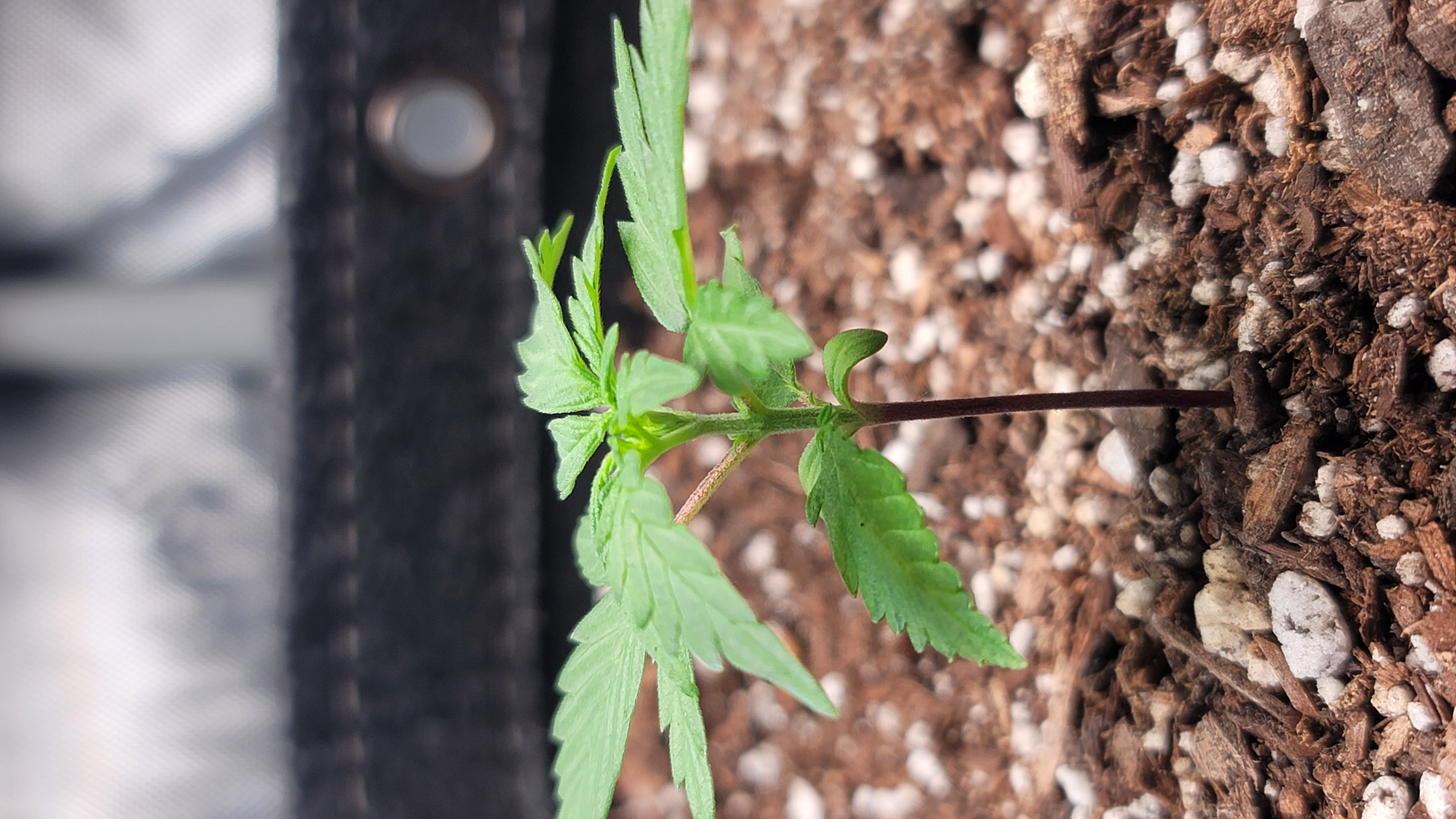 Number Two.  Lola — vegetative, day 23