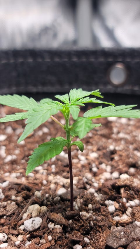 Number Two. Lola — vegetative, day 23