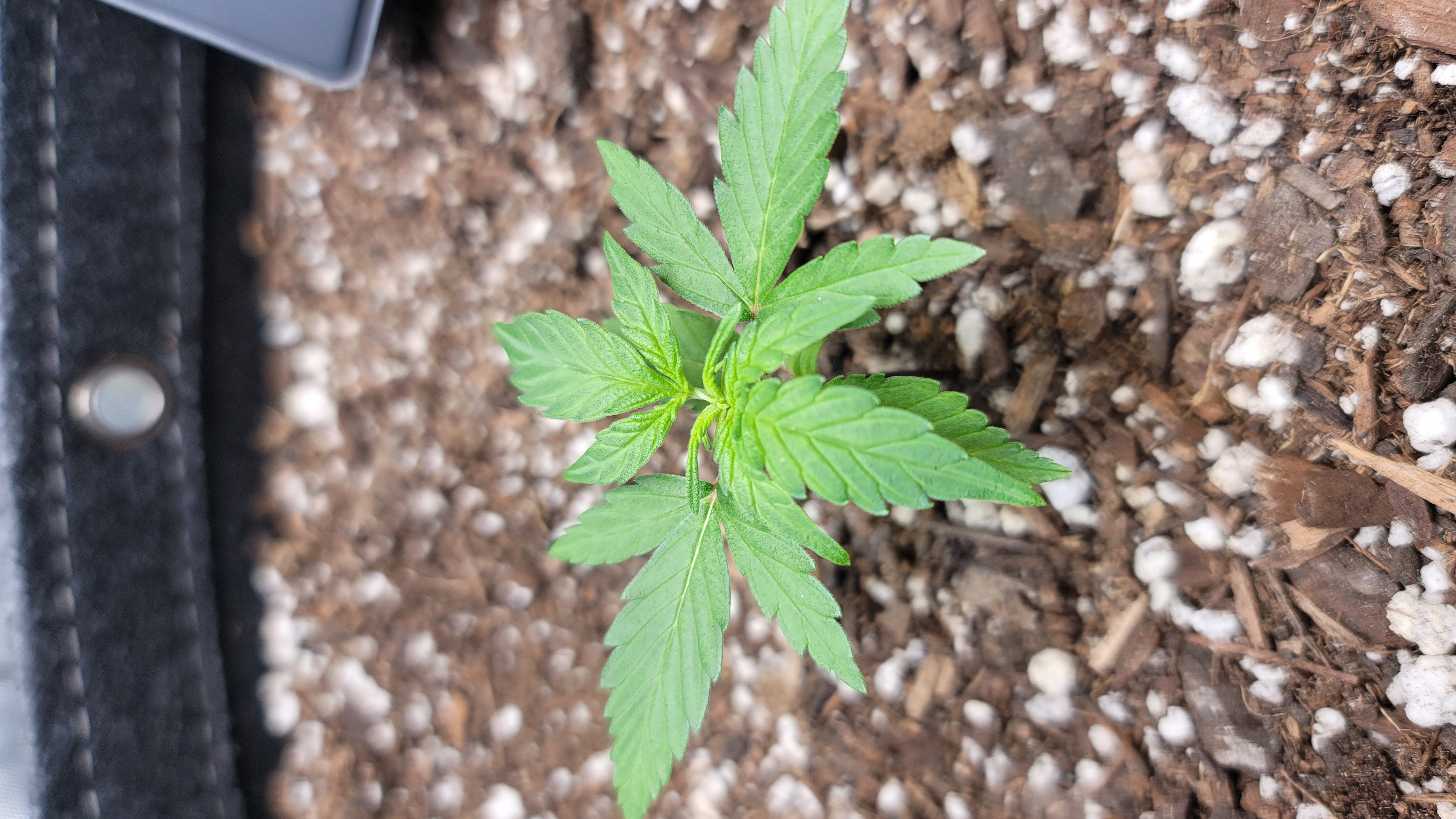 Number Two.  Lola — vegetative, day 23