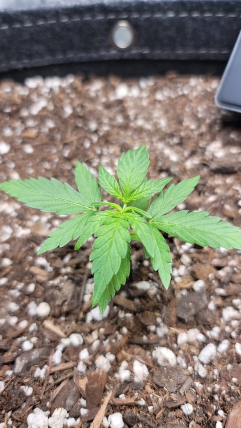 Number Two. Lola — vegetative, day 23