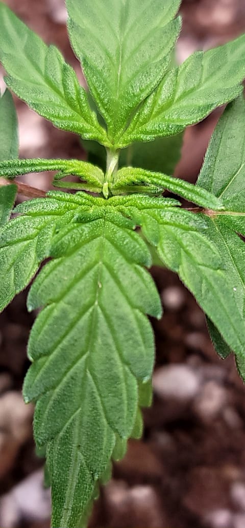 Number Two. Lola — vegetative, day 23