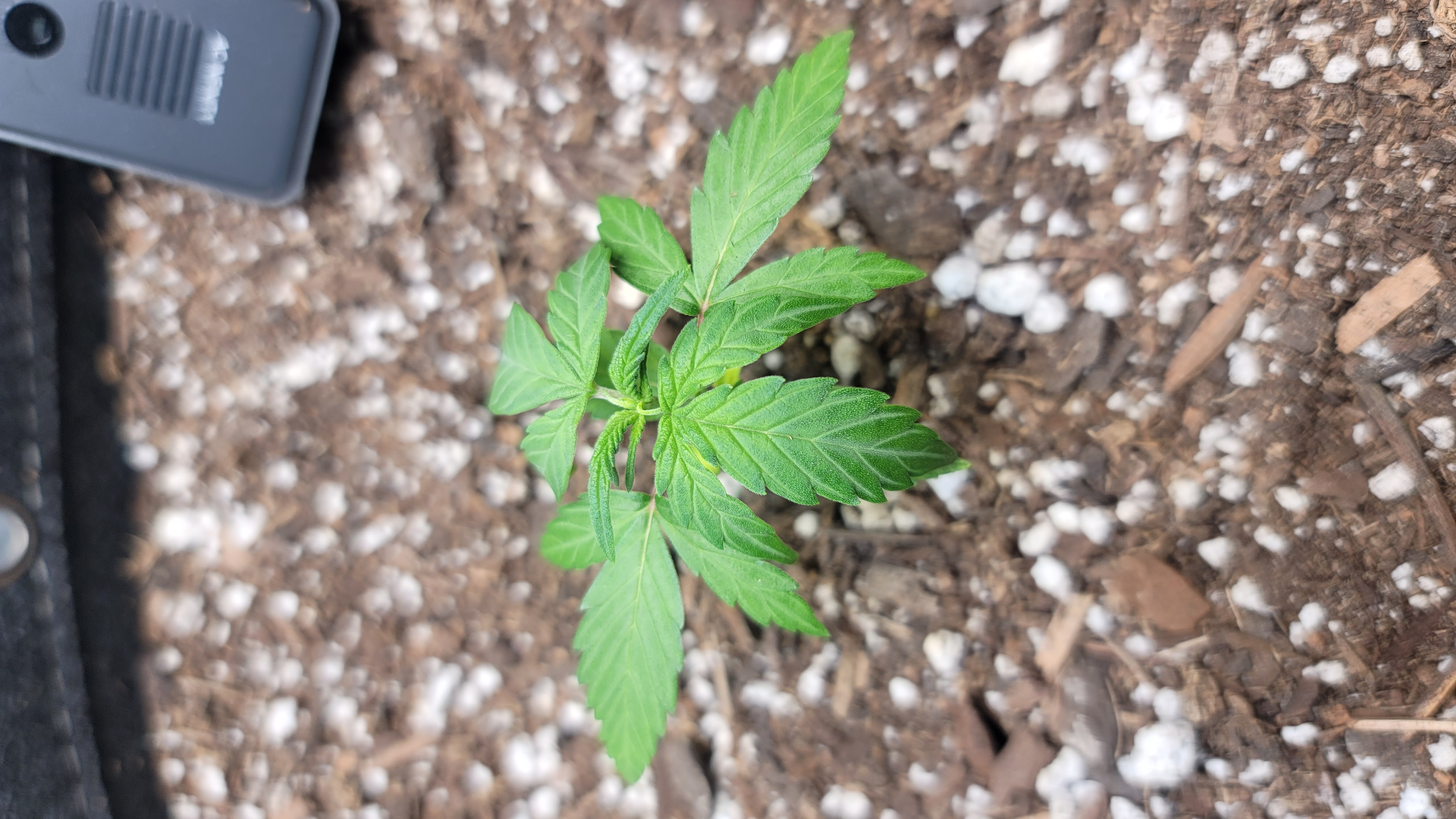 Number Two.  Lola — vegetative, day 24