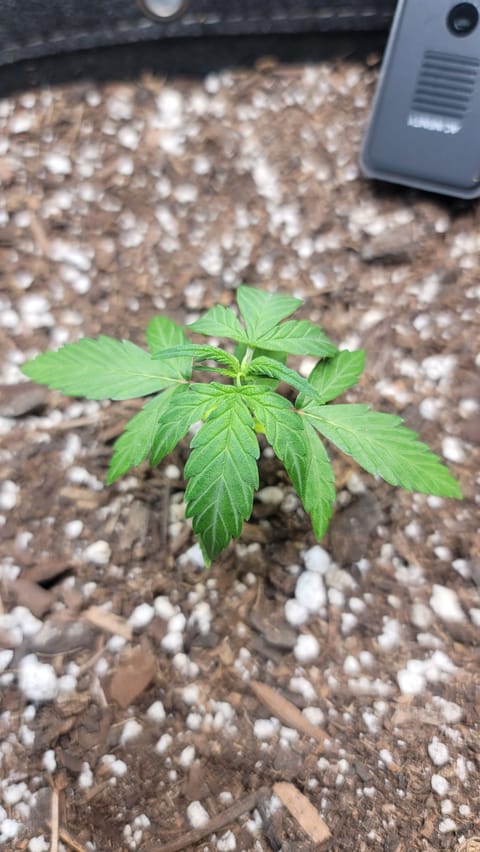 Number Two. Lola — vegetative, day 24