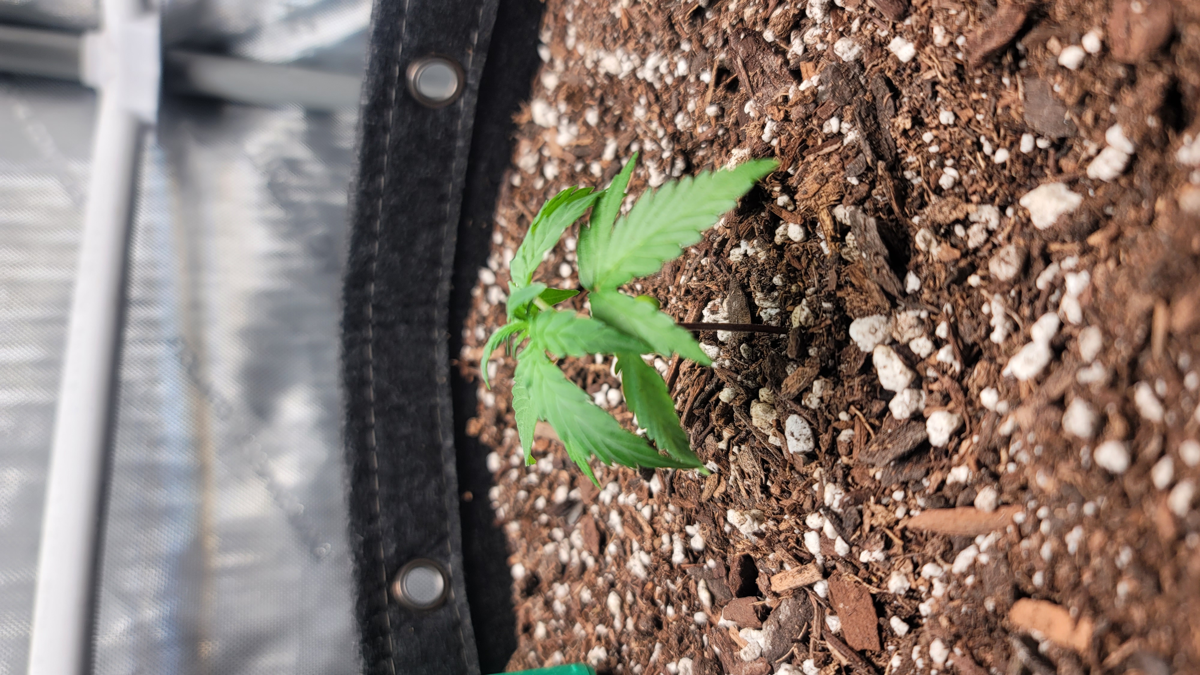 Number Two.  Lola — vegetative, day 24