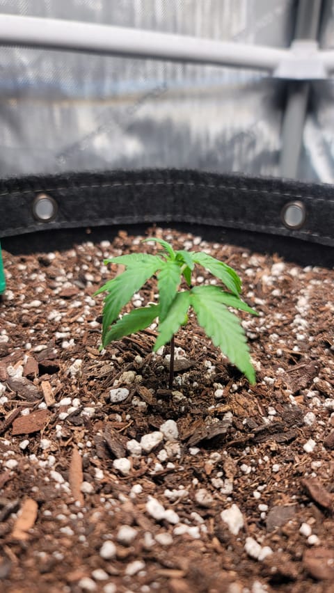 Number Two. Lola — vegetative, day 24