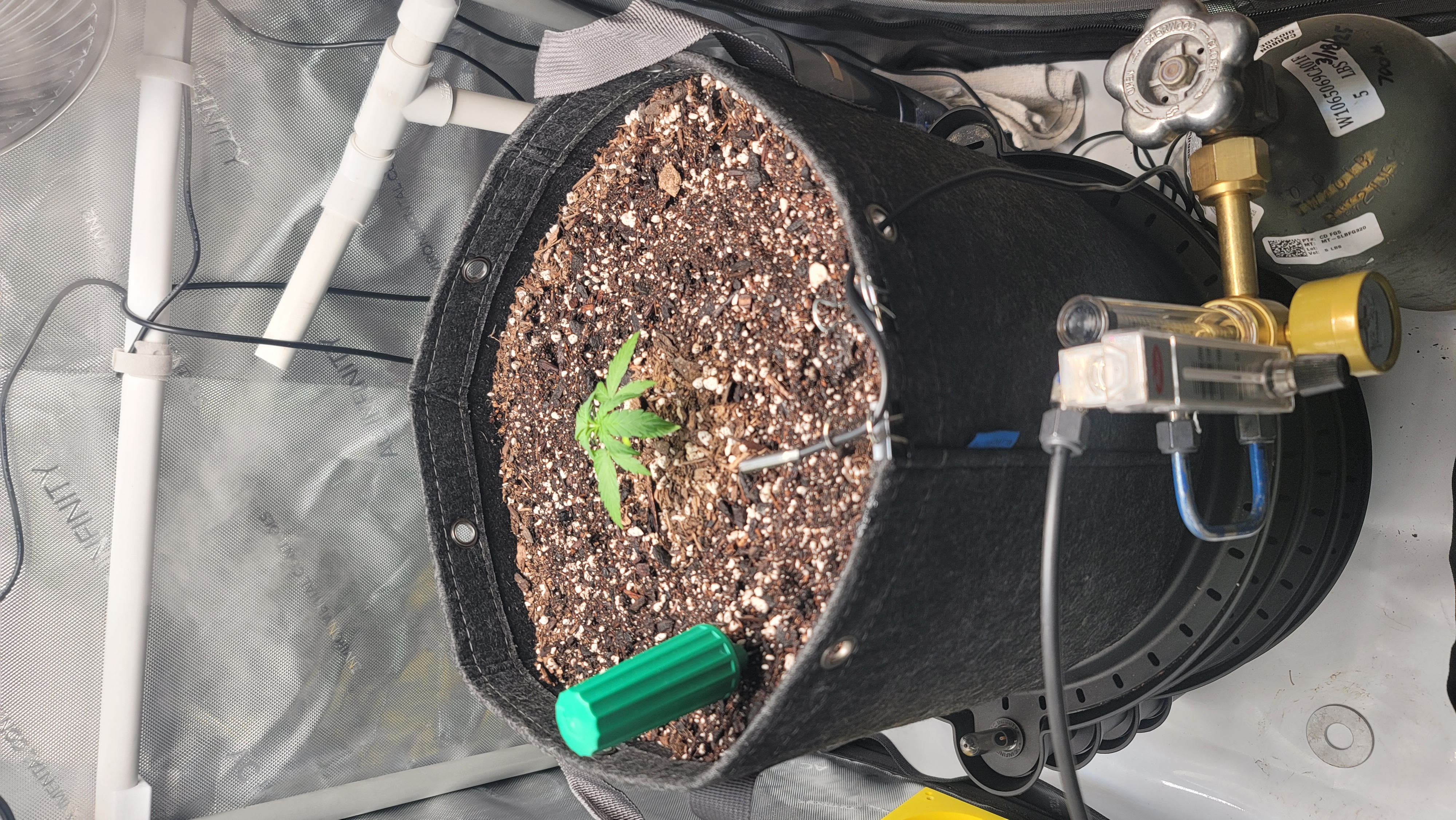 Number Two.  Lola — vegetative, day 24