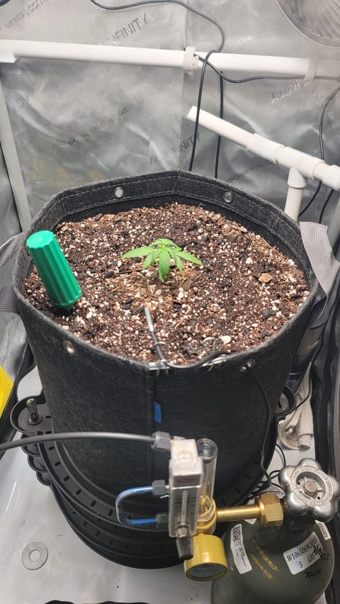 Number Two. Lola — vegetative, day 24