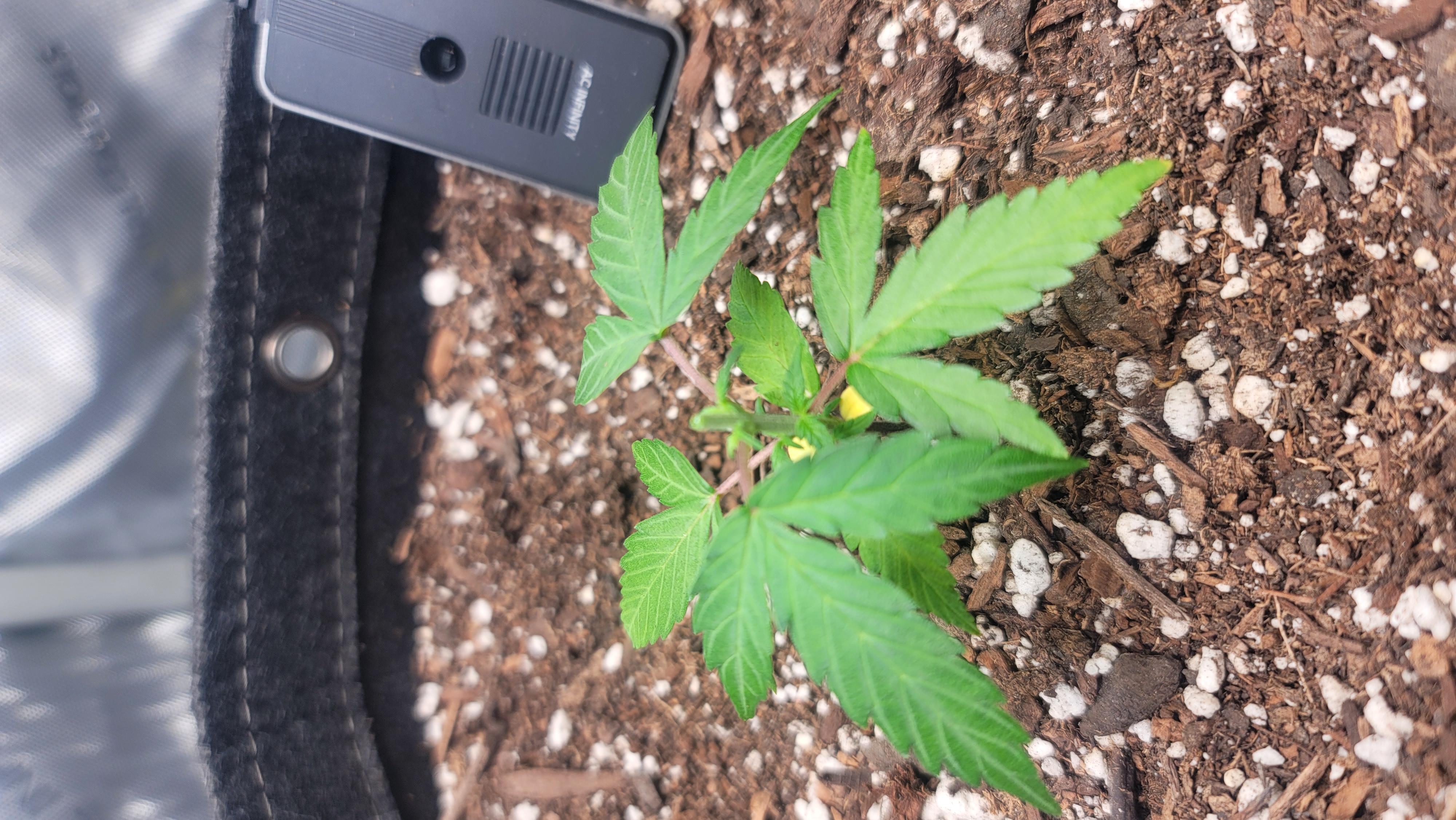 Number Two.  Lola — vegetative, day 29