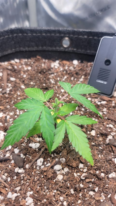 Number Two. Lola — vegetative, day 29
