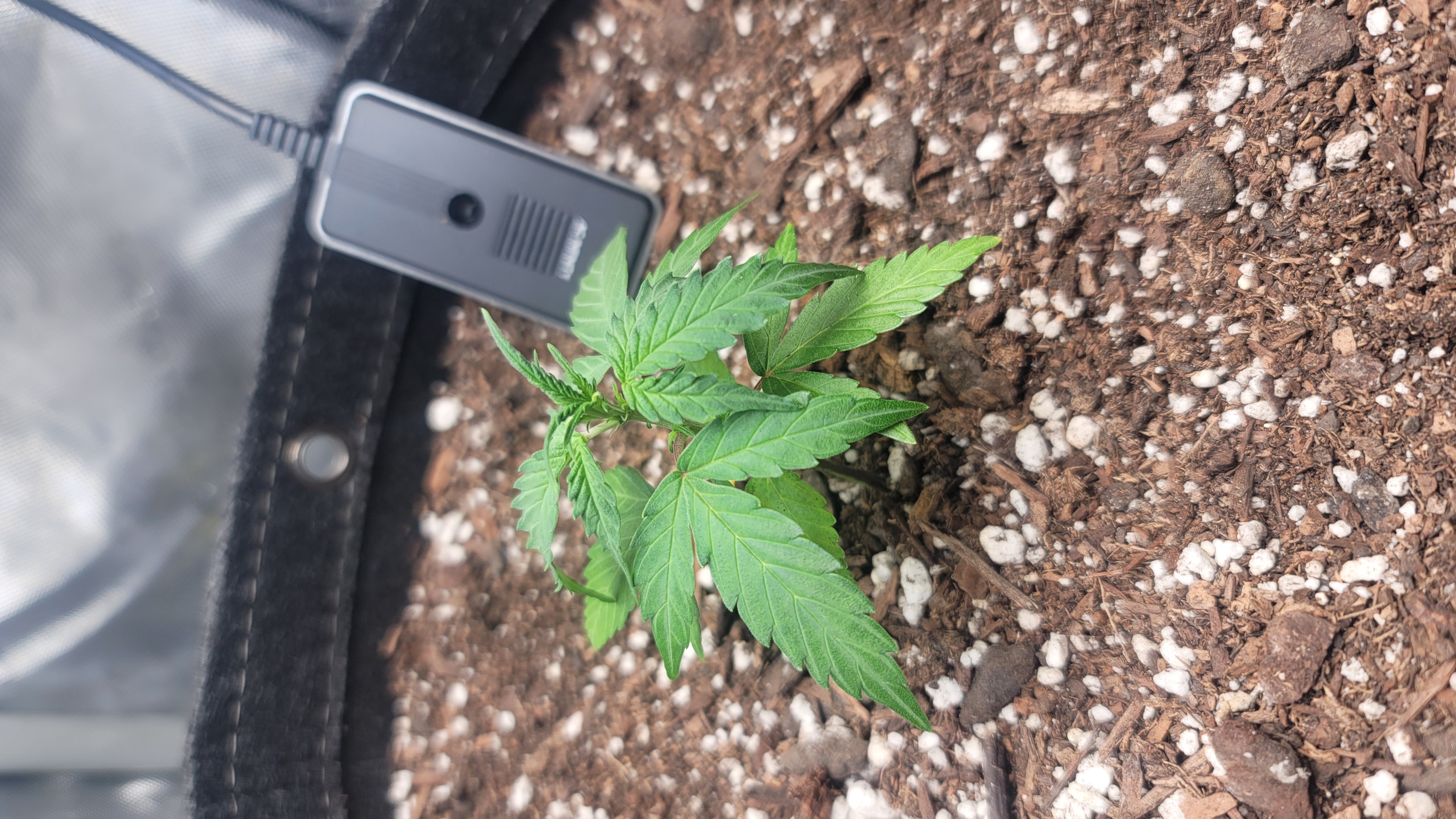 Number Two.  Lola — vegetative, day 29