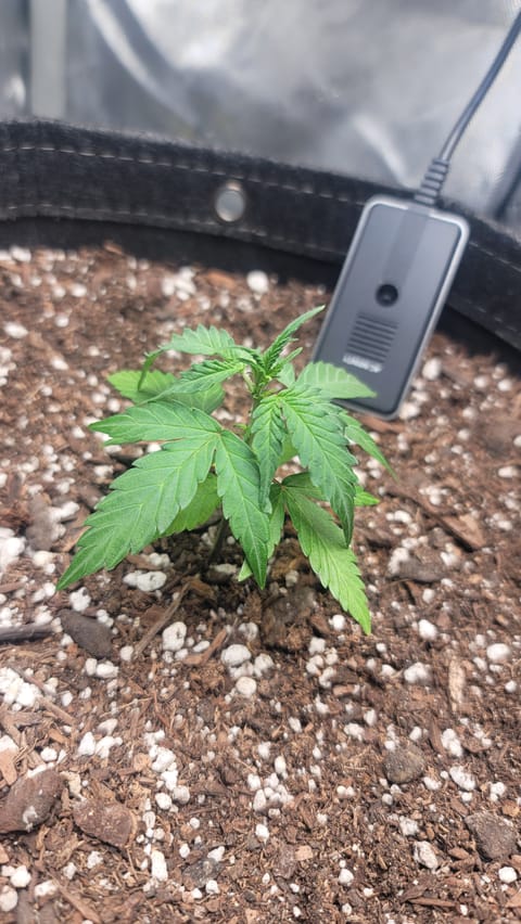 Number Two. Lola — vegetative, day 29