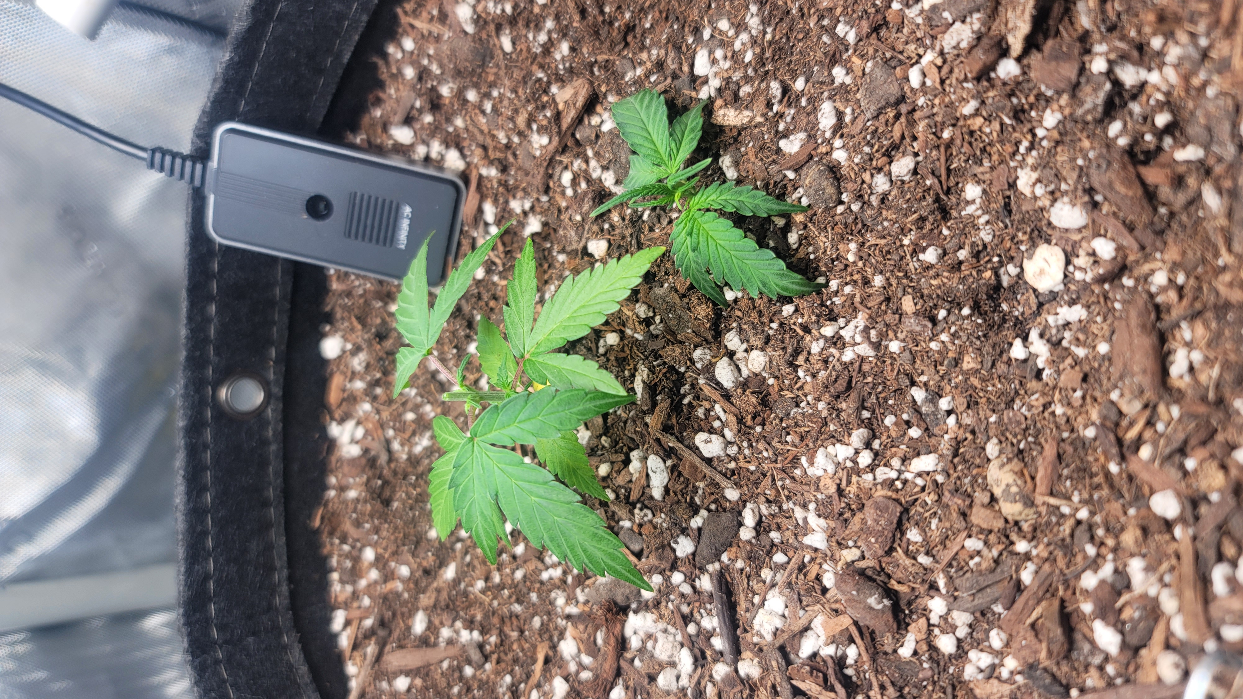 Number Two.  Lola — vegetative, day 29