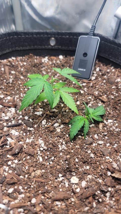 Number Two. Lola — vegetative, day 29